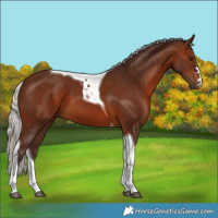 Horse Color:Silver Brown Tobiano