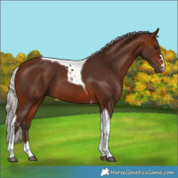 Horse Color:Silver Brown Tobiano 