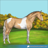 Horse Color:Palomino Dun Tobiano Brindle 