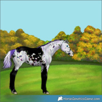 Horse Color:Watercolor White Spotted Brown Ice Dun Splash Tobiano 