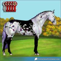 Horse Color:Watercolor White Spotted Brown Ice Dun Splash Tobiano