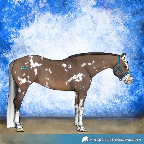 Horse Color:White Spotted Brown Dun Splash 