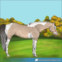 Horse Color:Bay Dun Splash Tobiano 