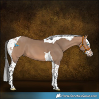 Horse Color:Bay Dun Splash Tobiano 