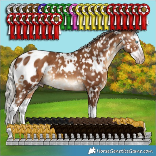 Horse Color:Gray White Spotted Silver Sable Champagne Splash Appaloosa 