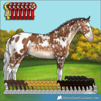 Horse Color:Gray White Spotted Silver Sable Champagne Splash Appaloosa 