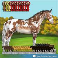 Horse Color:Gray White Spotted Silver Sable Champagne Splash Appaloosa