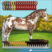 Horse Color:Gray White Spotted Silver Sable Champagne Splash Appaloosa 