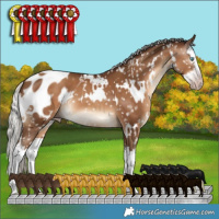 Horse Color:Gray White Spotted Silver Sable Champagne Splash Appaloosa