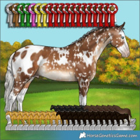 Horse Color:Gray White Spotted Silver Sable Champagne Splash Appaloosa 