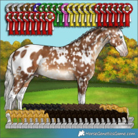 Horse Color:Gray White Spotted Silver Sable Champagne Splash Appaloosa