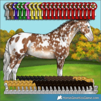 Horse Color:Gray White Spotted Silver Sable Champagne Splash Appaloosa 