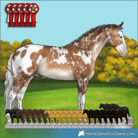 Horse Color:Gray White Spotted Silver Sable Champagne Splash Appaloosa 