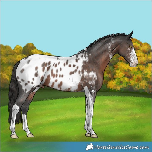 Horse Color:Liver Chestnut Sabino Tobiano Appaloosa 