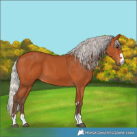 Horse Color:Silver Bay 