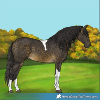 Horse Color:Buckskin Tobiano