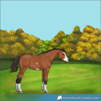 Horse Color:Bay 