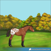 Horse Color:Bay Appaloosa 