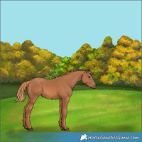 Horse Color:Chestnut 