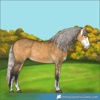 Horse Color:Silver Buckskin Sabino 