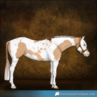 Horse Color:Red Dun Splash Tobiano 