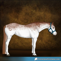 Horse Color:White Spotted Chestnut 
