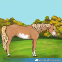 Horse Color:Chestnut Frame 