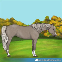 Horse Color:Silver Grullo 