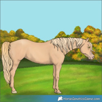 Horse Color:Gold Champagne 