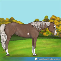 Horse Color:Silver Black 