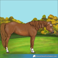 Horse Color:Gray Chestnut 