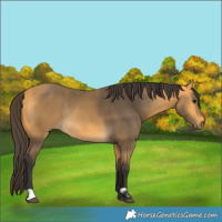 Horse Color:Buckskin Rabicano 