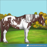 Horse Color:White Spotted Chocolate Brown Tobiano Rabicano