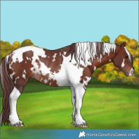 Horse Color:White Spotted Chocolate Brown Tobiano Rabicano 