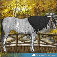 Horse Color:Blue Roan Sabino Splash  and Blue Roan Sabino Splash 