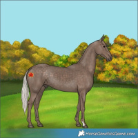 Horse Color:Unknown 