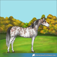 Horse Color:Brown Sabino Rabicano  and Brown Sabino Rabicano 