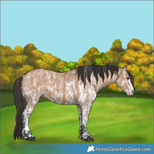 Horse Color:Bay Dun Sabino Rabicano  and Bay Dun Sabino Rabicano 