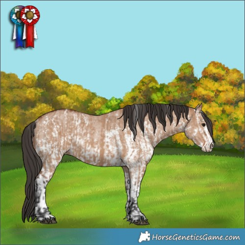 Horse Color:Bay Dun Sabino Rabicano  and Bay Dun Sabino Rabicano 