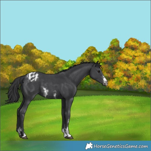 Horse Color:Black Sabino Appaloosa 