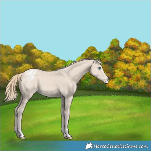 Horse Color:Smoky Creme Appaloosa 
