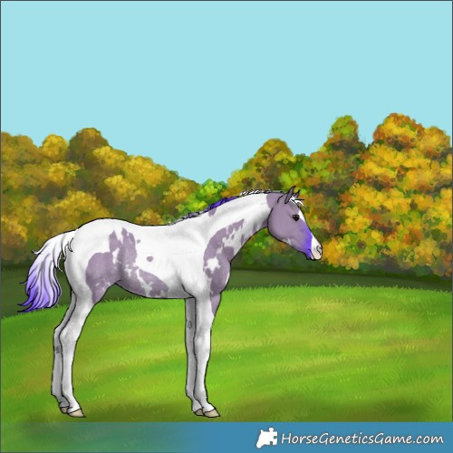 Horse Color:Watercolor White Spotted Grullo Tobiano Rabicano 
