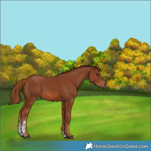 Horse Color:Chestnut Sabino