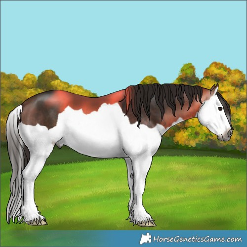 Horse Color:Gray Buckskin Splash 