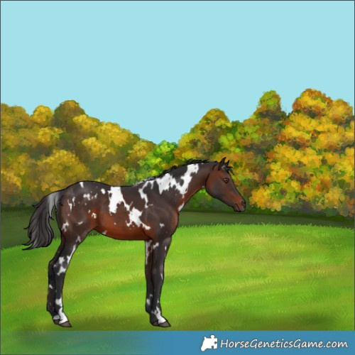 Horse Color:White Spotted Brown 