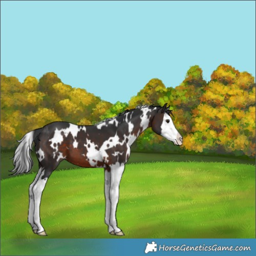 Horse Color:White Spotted Brown Splash 
