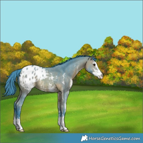 Horse Color:Watercolor Bay Sabino Appaloosa 