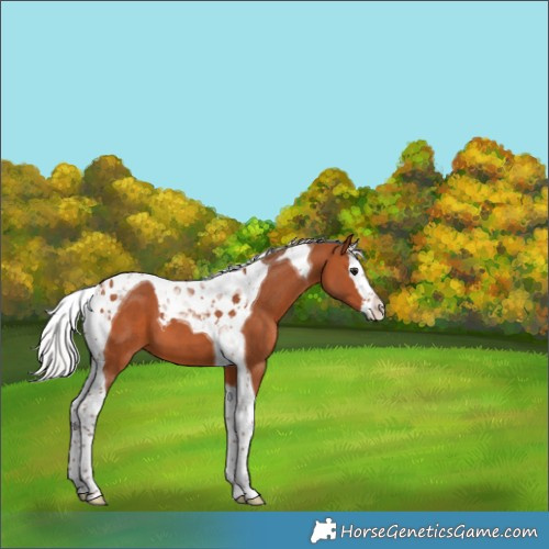 Horse Color:Silver Bay Splash Tobiano 
