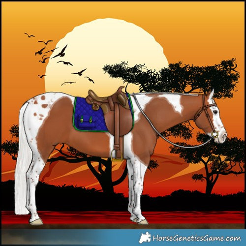 Horse Color:Silver Bay Splash Tobiano 