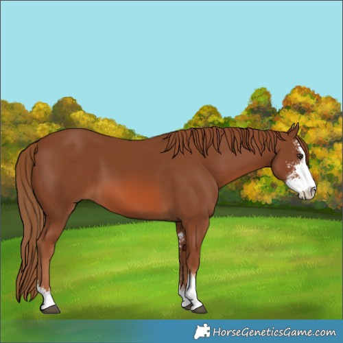 Horse Color:Chestnut Sabino 
